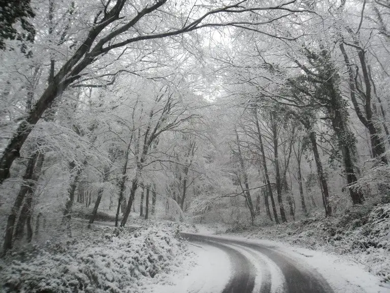 Belgrade Forest in Winter