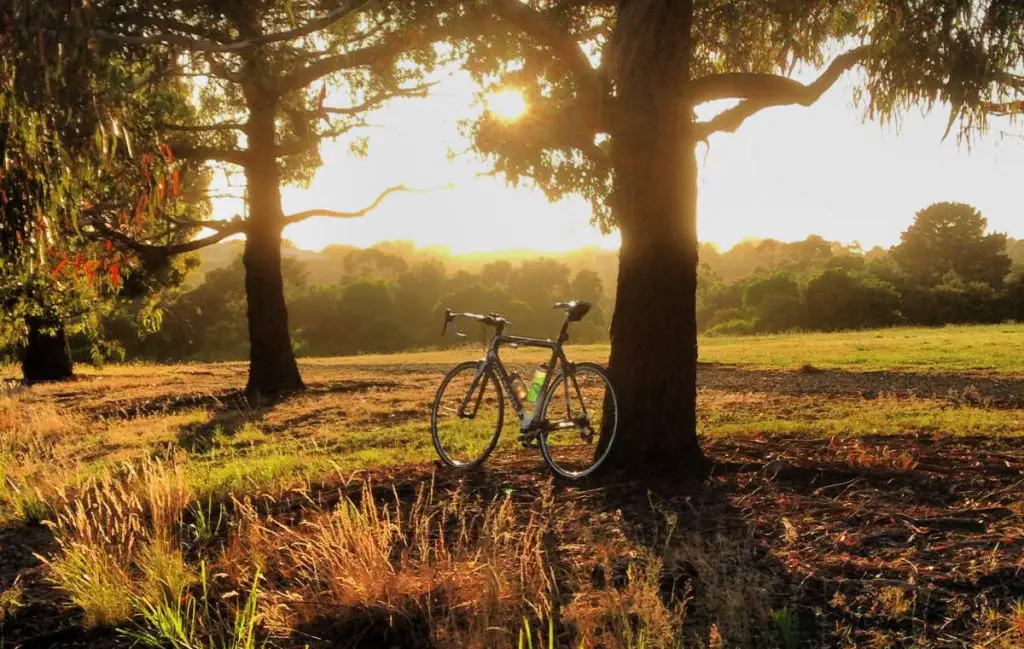 Can cycling help with grief and depression? A Colnago road bike under a tree